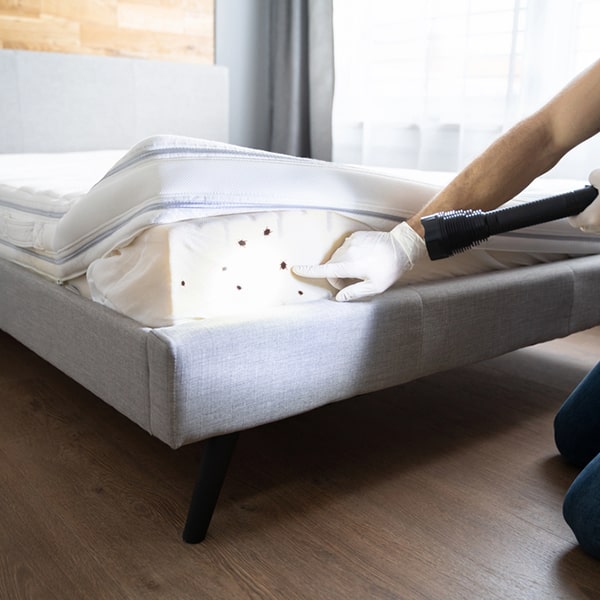 fumigaciones de chinches, recomendamos lavar toda la ropa de cama y aspirar muebles tapizados después del tratamiento